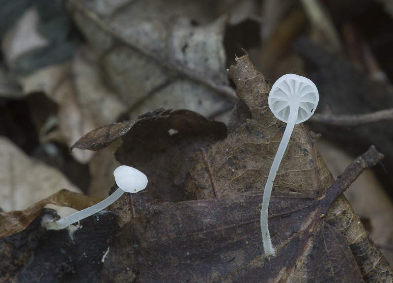 Hemimycena crispata